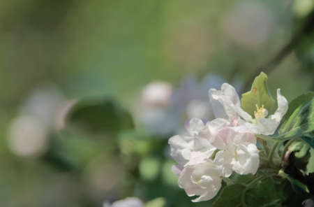 branch of blossoming apple tree
