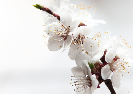 delicate white flowers in springの写真素材