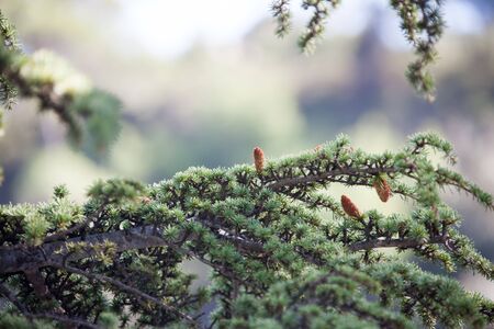 background with tree branchesの写真素材