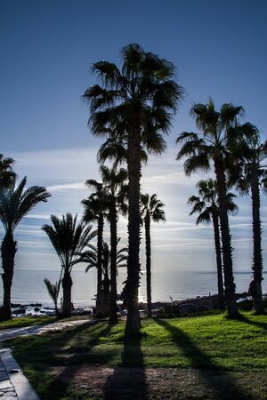 Southern Landscape with palm trees at sunsetの写真素材