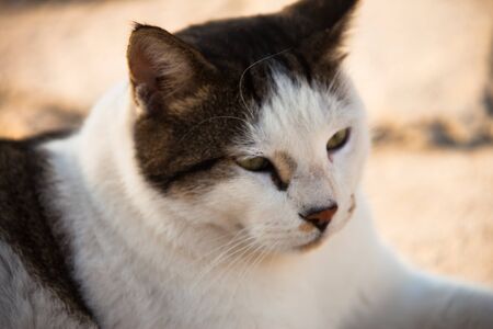 cats lookの写真素材