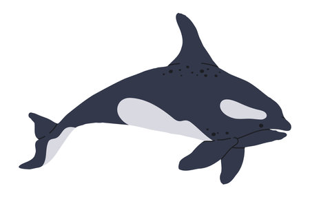 Hand drawn orca. Wild sea killer whale, underwater mammal animal, cute orca swim in ocean flat vector illustration. Aquatic killer whale on whiteのイラスト素材