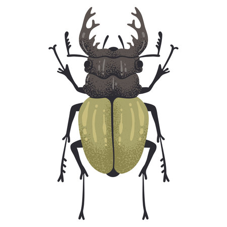 Hand drawn bug. Stag beetle insect, flying horned bug, coleopterist trophy flat vector illustration. Cartoon large stag beetle on whiteのイラスト素材