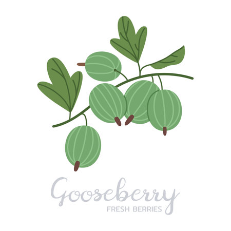 Ripe gooseberry. Hand drawn juicy edible fresh berries, gooseberries with caption, flat vector illustration. Delicious berries on whiteのイラスト素材