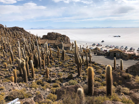Cactuses on the rocky island in the Salar de Uyuni, Boliviaの写真素材