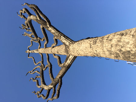 Low angle view of a tree trunk with black roots against blue sky in Buddha Park (Wat Xieng Khuan), near Vientiane, Laosの写真素材