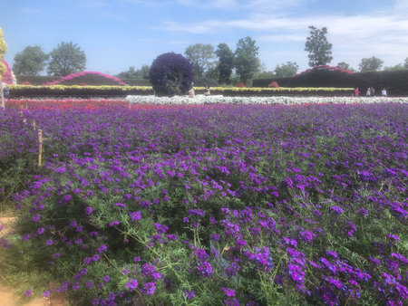 Lush purple flowers at Kanchanaburi, Thailandの写真素材