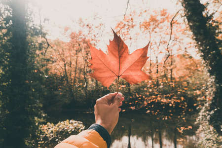 Holding a leaf from a tree in autumn by the riverの写真素材