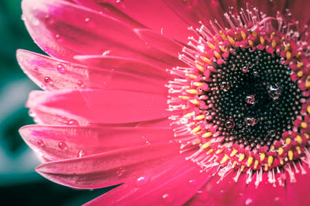 Red gerbera macro shot