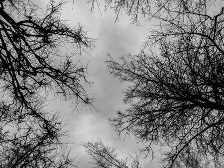 Branches of bare trees