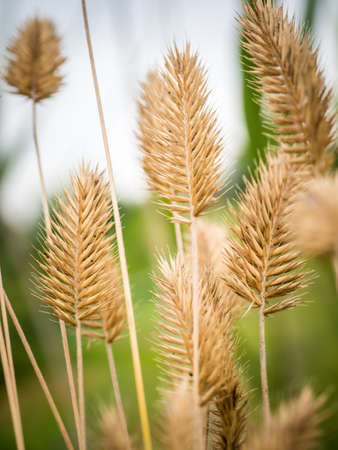 The yellow spikes at nature