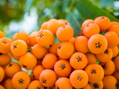Rowan bunch close-upの写真素材
