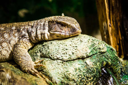 Close-up brown of a big lizard in a zoo.の写真素材