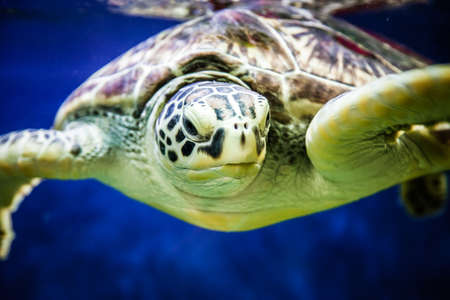 Close- up of a large sea turtleの写真素材