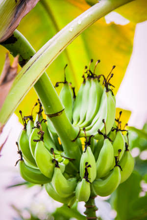 a bunch of green unripe bananas growing on a treeの写真素材