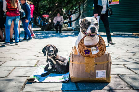 Cute Dog Holding Money in Mouth at summerの写真素材