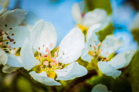 Spring seasonal background with blooming pear tree branchesの写真素材