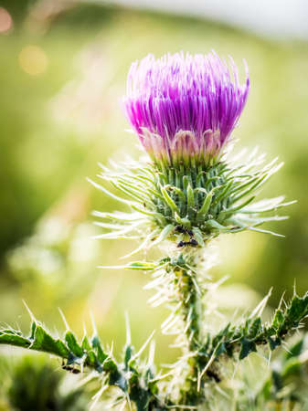 Russian Thistle Flower at the field.の写真素材