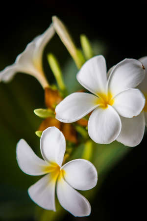 Summer tropical flowers, plumeria at Thailandの写真素材
