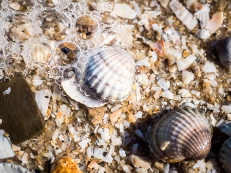 Sea shells, sand and rocks on the beach backgroundの写真素材