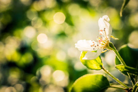 Spring seasonal background with blooming pear tree branches, natural seasonal floral backgroundの写真素材