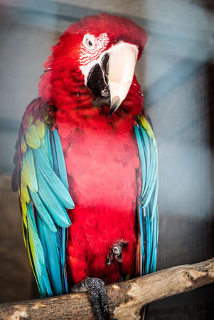 A large red talking parrot sits in a cage at the zooの写真素材