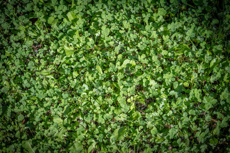 Green grass texture background. Top view of green grass texture for background.の写真素材