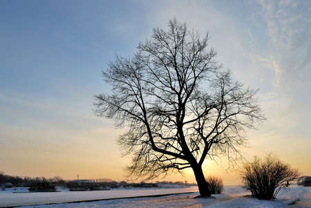 A beautiful tree against the golden winter sunsetの写真素材