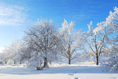 Wonderful winter sunny day in the park . Finlandの写真素材