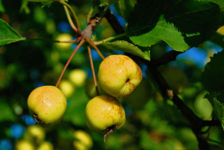 Small  apples on the branch of the wild apple-treeの写真素材