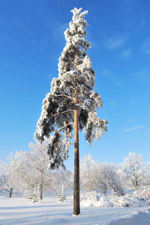 A slender snow-covered pine tree in winter forestの写真素材