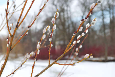 Beautiful fluffy willow against snow in the early springの写真素材