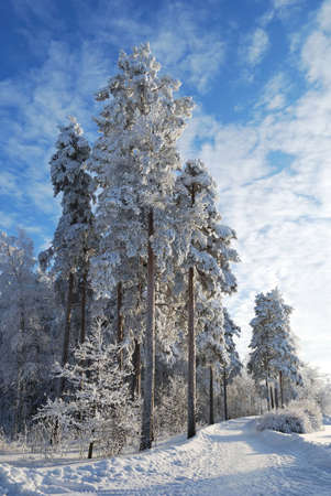 Beautiful snow-covered  pine alley in the winter finnish forest の写真素材