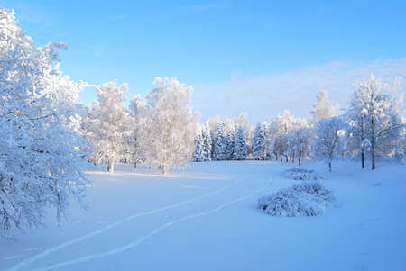 Morning in the winter forest. Imatra, Finlandの写真素材