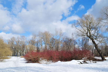 Spring landscape with red bushes and white cloudsの写真素材