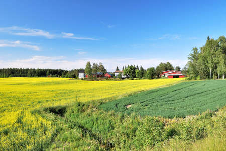 Summer finnish landscape with beautiful rapeseed fieldsの写真素材