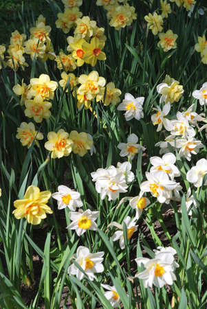 Blooming white and yellow daffodilsの写真素材