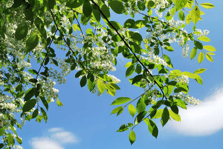Bird cherry tree  on the  background of blue sky and white clouds