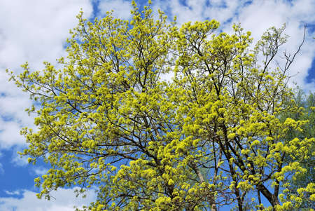 Flowering maple on the background of blue sky and white cloudsの写真素材