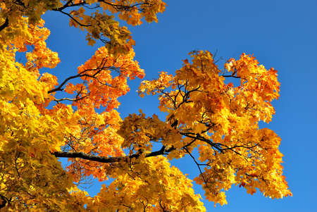 Beautiful autumnal maple branches with  golden leavesの写真素材