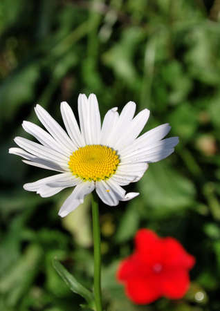 Beautiful  flowers  on the background of green grass and leavesの写真素材