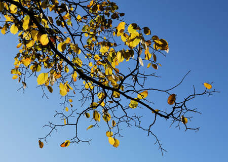The branch of an elm tree with sunlit leavesの写真素材