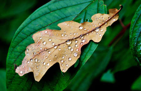 The autumnal fallen oak leaf with transparent  beautiful raindropsの写真素材