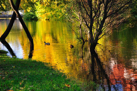 The golden river with the reflections of beautiful autumnal trees in the parkの写真素材