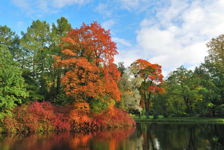 Very beautiful trees with red foliage  in autumnal  parkの写真素材