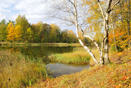 Beautiful autumnal forest with golden trees on the bank  of a lakeの写真素材