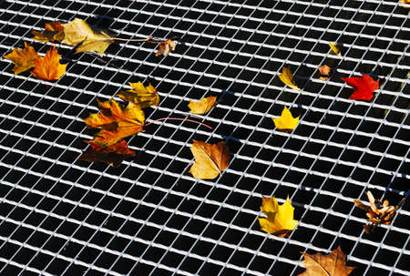 Background of red and yellow   autumn  maple  leavesの写真素材