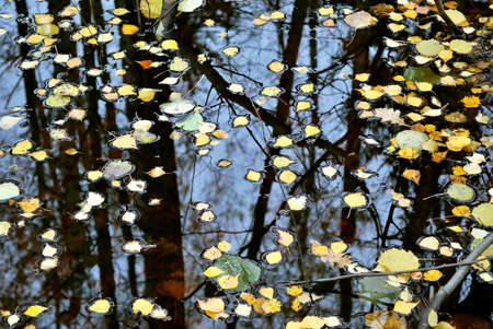 Birch leaves in the autumn waterの写真素材