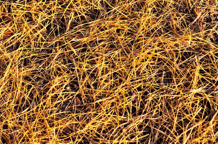 The needles of golden larch fallen on the groundの写真素材