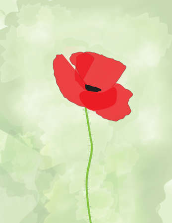 Red  poppy on  green watercolor backgroundの写真素材